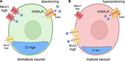 Chloride imbalance in Fragile X syndrome